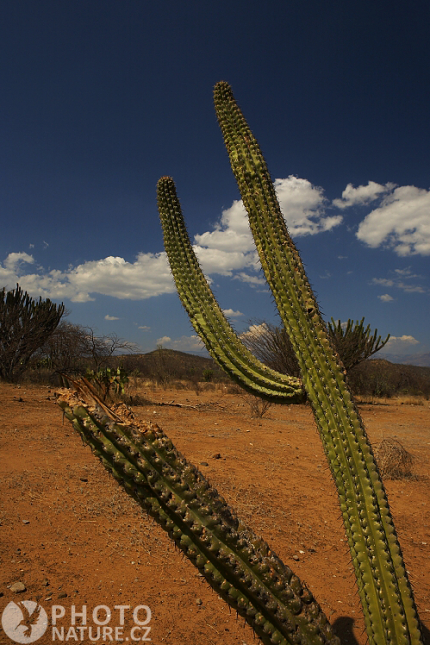 Kaktusy, Mexiko